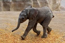 Proses Kelahiran Disiarkan Langsung, Bayi Gajah Ini Diberi Nama Zoom
