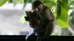 Masuk Pondok, Kera Kelaparan di Ponorogo Curi Makanan dan Serang Petugas