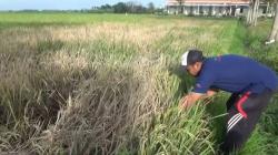 Hama Wereng Serang Tanaman Padi di Jombang, Petani Terancam Gagal Panen