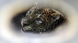 Macan Tutul Jantan Dilepas ke Hutan Gunung Sawal Ciamis
