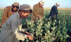 Sekolah Ditutup, Anak-Anak Afghanistan Terpaksa Kerja di Ladang Opium Milik Taliban