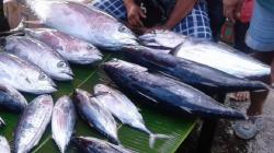 Cuaca Ekstrem, Harga Ikan Cakalang di Maluku Utara Meroket