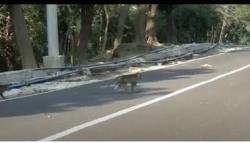 Ratusan Monyet Liar Turun dari Hutan Ambil Makanan dan Minuman Warga Purwakarta