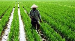 Jaga Ketahanan Pangan, 1 Juta Hektare Lahan Ditargetkan Terlindungi Asuransi Tani