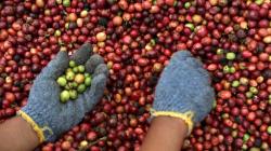 Kopi Robusta Indonesia Paling Dicari Pencinta Kopi Australia