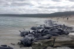 70 Paus Terdampar di Pantai Pulau Tasmania, Penyebab Masih Misterius