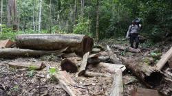 Tangkap Pembalak Liar, Tim Taman Nasional Gunung Leuser Malah Dipukuli OTK