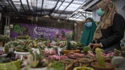 Penjualan Kaktus Mini Meningkat, Harga Capai Rp2 Juta per Batang
