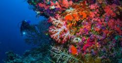 Ketahui Panduan Umum Wisata Selam di Labuan Bajo saat New Normal