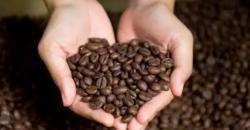 Mengenal Perbedaan Kopi Arabika dan Robusta
