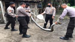 Tim Predator Sabhara Tangkap Ular Sanca di Permukiman Warga Bateng