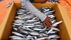 Fenomena La Nina Ancam Usaha Ikan Kering Nelayan Palu