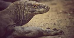 Penataan Kawasan Pulau Rinca Tetap Lindungi Habitat Komodo