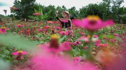 Warna-warni Taman Bunga Jadi Spot Foto Instagramable di Pulau Bangka