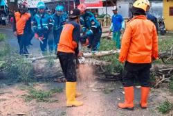 Pemotor di Tasikmalaya Nyaris Tewas Tertimpa Pohon Tumbang