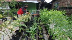 Warga Klaten Tanam Sayuran Organik untuk Dibagikan Gratis