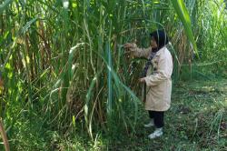 UGM Kembangkan Rumput Gama Umami, untuk Pakan Ternak dan Sumber Energi Alternatif