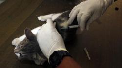 200 Hewan Peliharaan Disuntik Vaksin Rabies Gratis