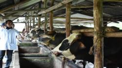 Indonesia Siap Impor 298.000 Ton Daging Sapi dan Kerbau dari Australia hingga Meksiko<