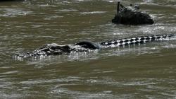 Buaya Berkalung Ban Kembali Muncul di Sungai Palu