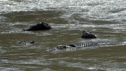 Heboh, Puluhan Ekor Anak Bebek Dimakan Buaya Sungai