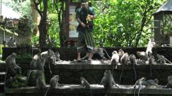 Objek Wisata Monkey Forest Ubud Dibuka Kembali untuk Wisatawan