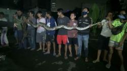 Warga Palmerah Tangkap Ular Sanca 6 Meter sedang Makan Kambing