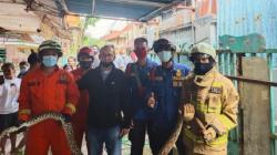 Evakuasi Ular Sanca di Saluran Air, Petugas Dinas Gulkarmat Jaksel Nyaris Digigit