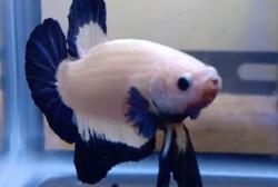 7 Kategori Kontes Ikan Cupang Hias HUT Bhayangkara di Bandung, Crowntail hingga Halfmoon<