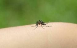 Ngeri, Demam Berdarah Dengue Tewaskan 691 Orang di Bangladesh