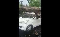 12 Pohon Besar Tumbang di Kota Mataram Timpa 2 Mobil dan 1 Motor