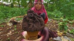 Bunga Bangkai Tumbuh di Kebun Warga Serang<
