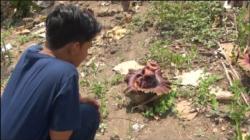 Puluhan Bunga Bangkai Tumbuh Subur di Lahan Sawah di Mojokerto<