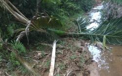 Kebun Sawit Bupati Pidie Jaya Diacak-acak Gajah Liar