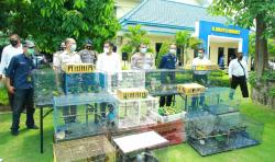 Polisi Gagalkan Penyelundupan Ratusan Burung Dilindungi asal Banjarmasin