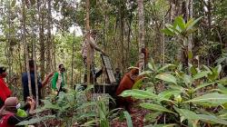BBKSDA Sumut Lepas Liarkan Orang Utan Tapanuli ke Habitat Aslinya