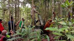 BKSDA Kalteng Selamatkan 3 Orangutan di Kebun Karet, 1 di Antaranya Luka Bacok