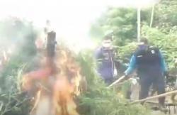 Video BNN Temukan 2 Ladang Ganja di Aceh, 30 Ribu Pohon Dimusnahkan