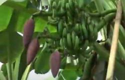 Video Pohon Pisang Berjantung 5 Gegerkan Warga Grobogan
