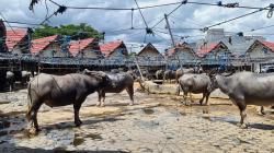 Pasar Hewan Bolu Toraja Utara, Pesona Pasar Kerbau Terbesar di Dunia<