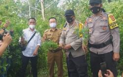 Pencari Rumput Temukan Ladang Ganja Dekat Permukiman di Pagaralam  <