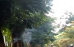 Video Viral Pohon di Bandung Mengeluarkan Kepulan Asap