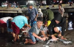Ribuan Ikan Terdampar di Pantai Lewoleba Lembata, Warga Berebutan