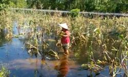 Banjir di Kubu Raya Kalbar Bikin Warga Gagal Panen Jagung