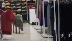 Viral Babi Liar Masuk Mal di Malaysia