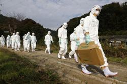 Wabah Flu Burung Serang 6 Provinsi di Jepang