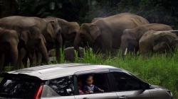 Wisata Taman Safari Indonesia, Kapasitas Pengunjung 50 Persen 