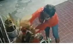 Pria Perokok Curi Tanaman Hias Terekam CCTV, Kejadian Berulang Kali