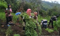 BNN Musnahkan Ladang Ganja Seluas 4 Hektare di Aceh Besar<