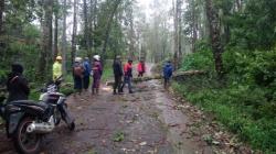 Ngeri, Angin Puting Beliung Mengamuk di Lembang 61 Pohon Pinus Tumbang<